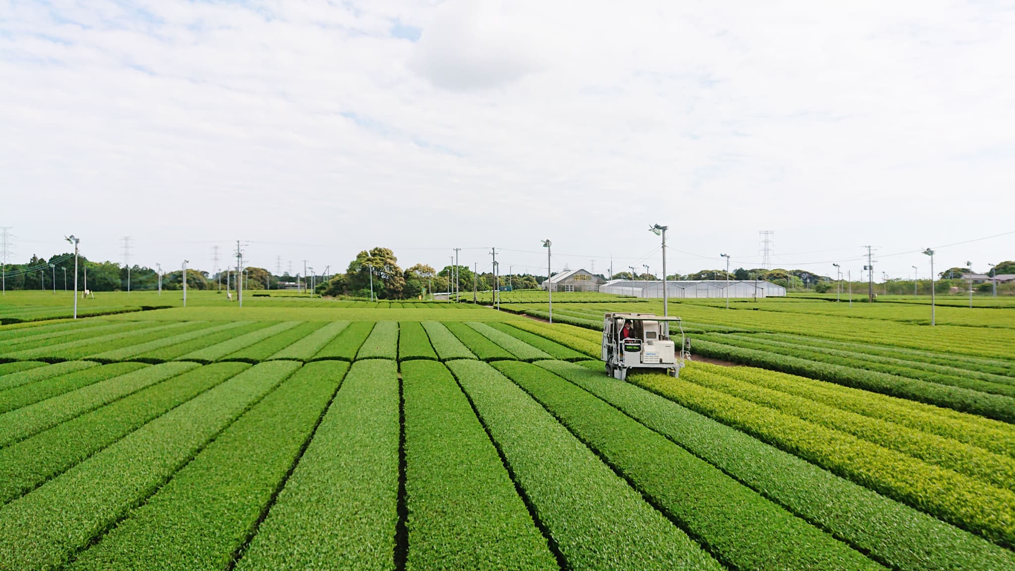 茶畑の全景