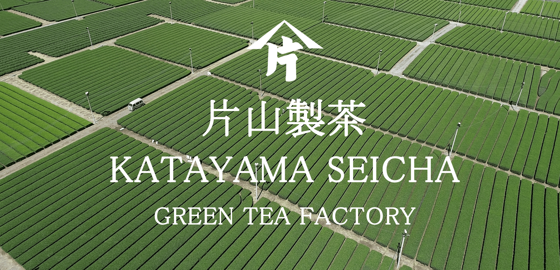 茶畑の全景