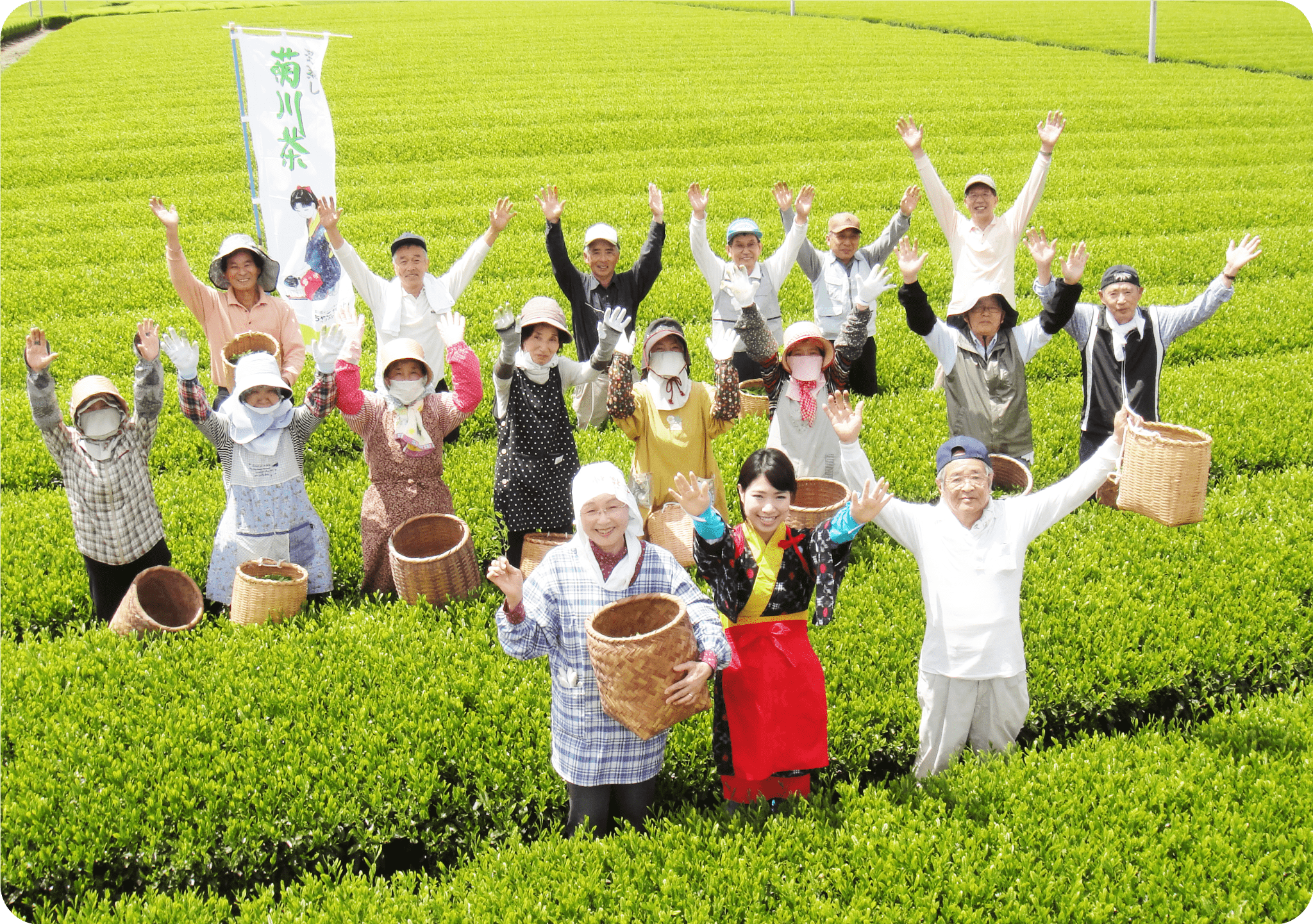 茶畑の全景